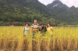 Asen trong lúa gạo Việt Nam - hiện trạng, dự báo xu hướng và các giải pháp giảm thiểu